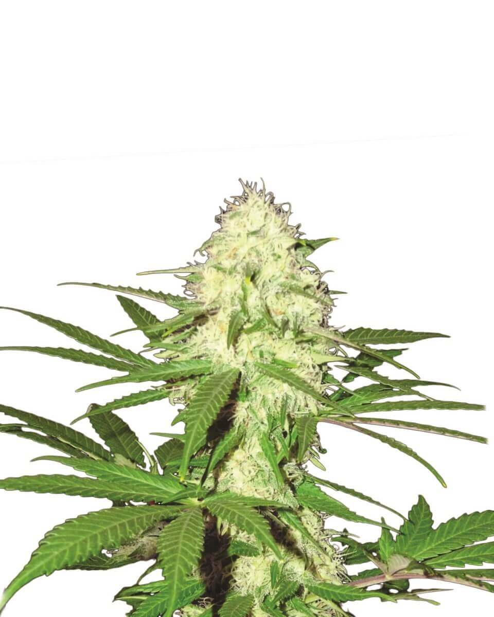Skunk #1