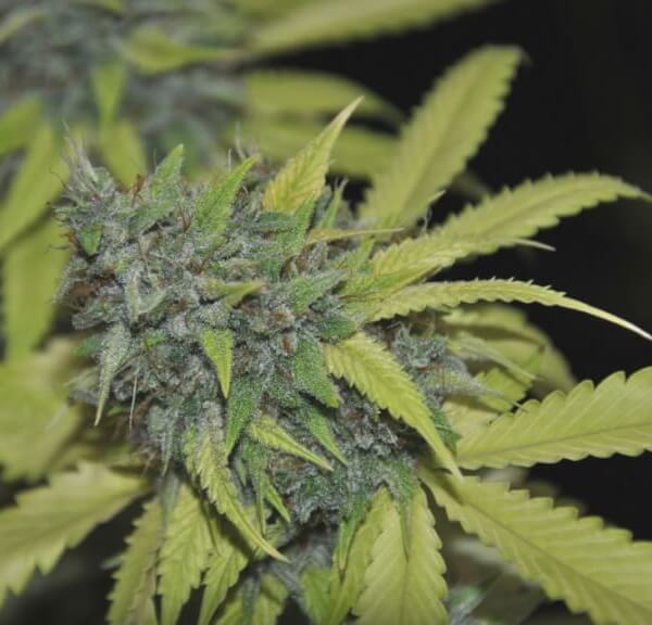 Grandaddy Confidential