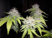 Grapefruit Diesel