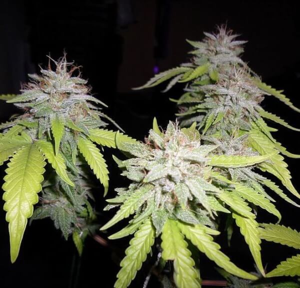 Grapefruit Diesel