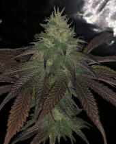 Purple Strawberry Sherbert