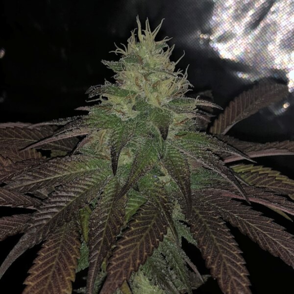 Purple Strawberry Sherbert