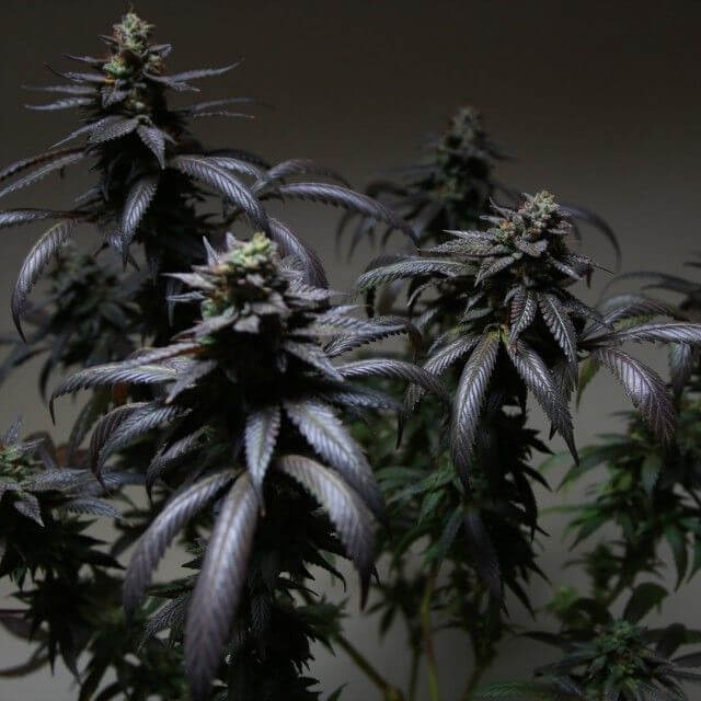 Blue Sherbert