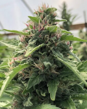 Papaya x THC Bomb