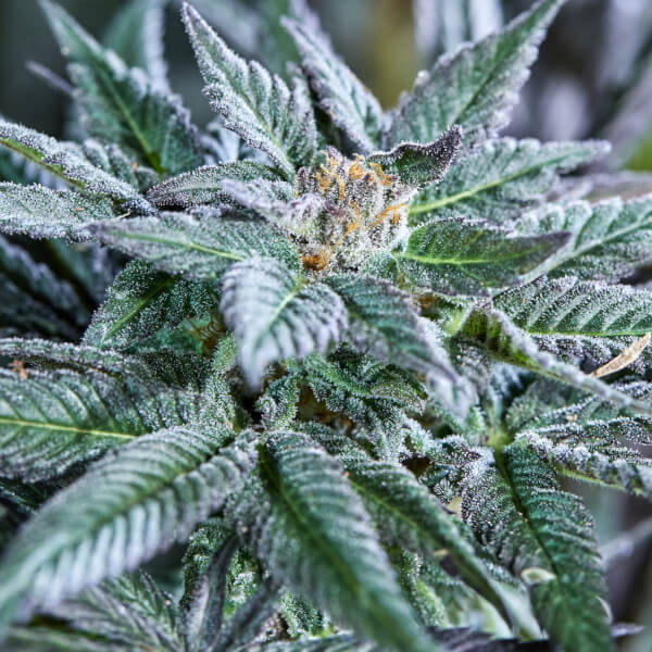Berry Bonds Auto