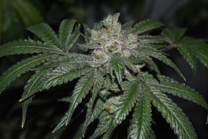 Old Red Sour