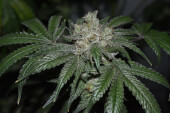 Old Red Sour