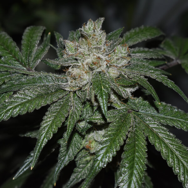 Old Red Sour