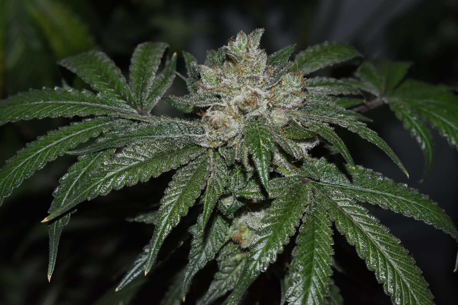 Old Red Sour