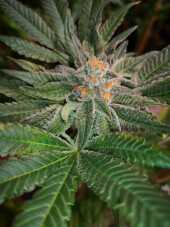 Blue D #5
