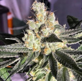 Blue Grape Fuel