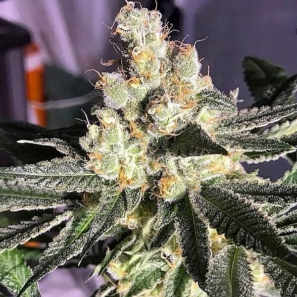 Blue Grape Fuel