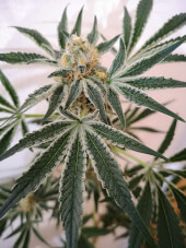 Petrol Skunk