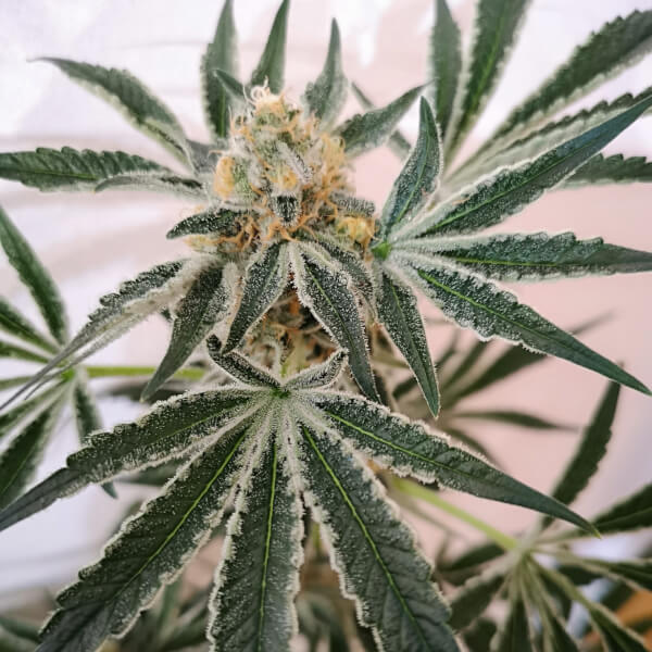 Petrol Skunk
