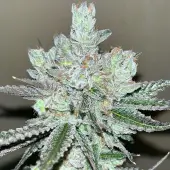 Kosher Popz
