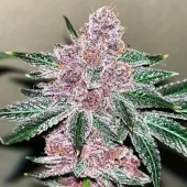 Black Cherries