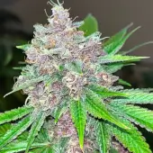Black Cherries