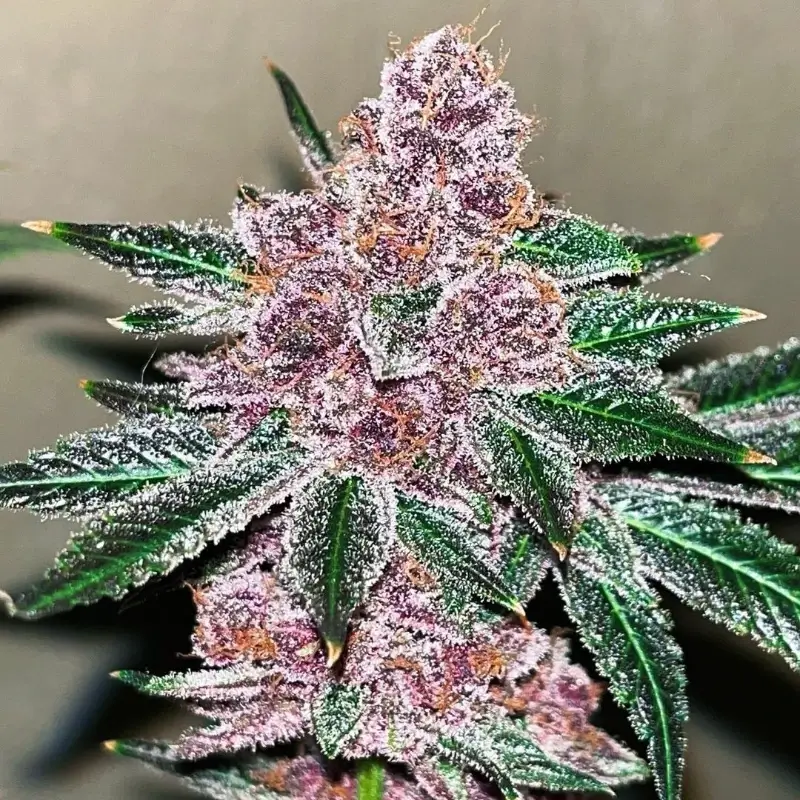 Black Cherries
