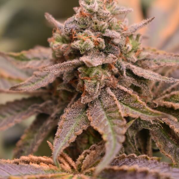 Banana Cream Pie
