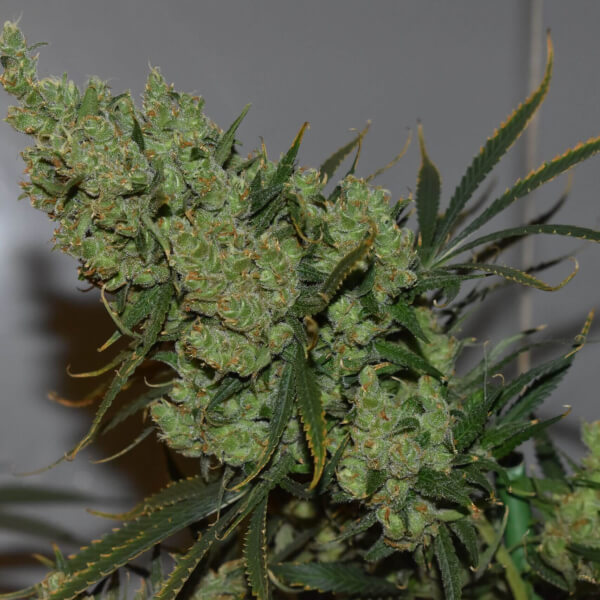 Oldman's Silver Haze 98