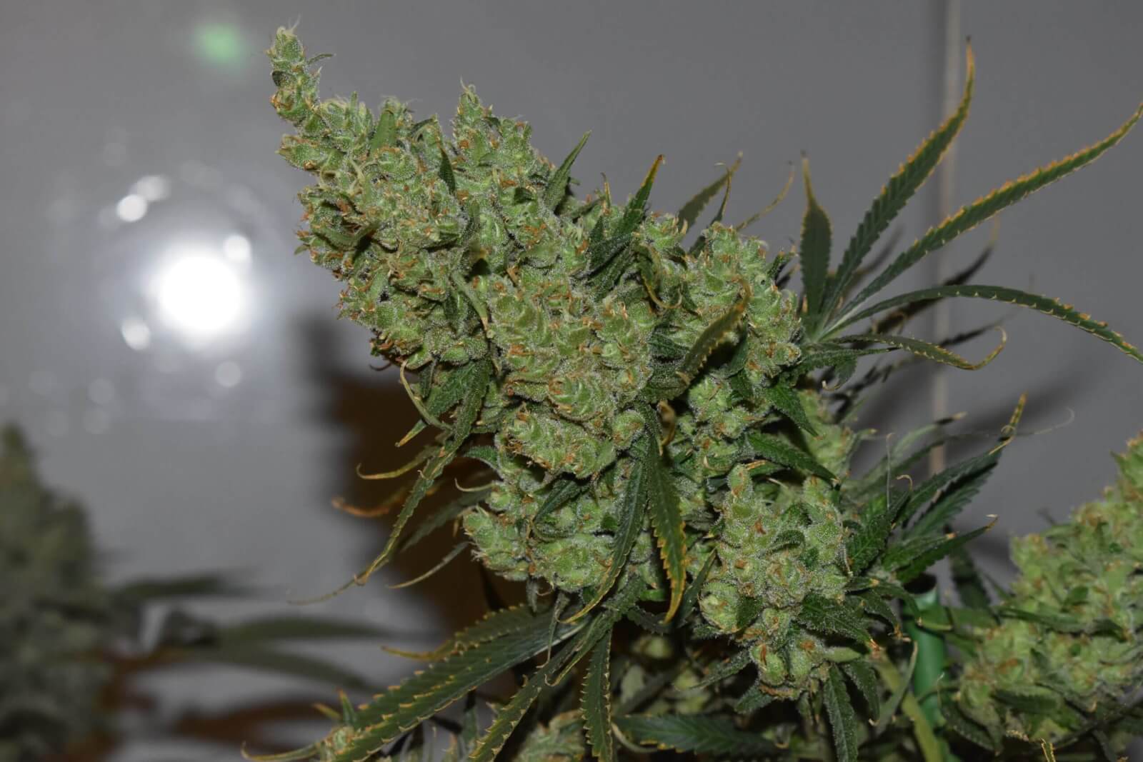 Oldman's Silver Haze 98