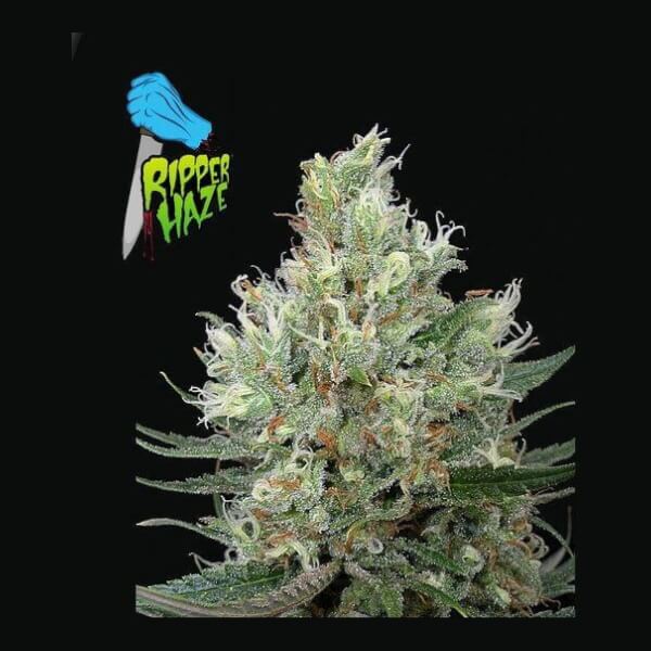Ripper Haze