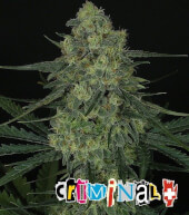 Criminal +