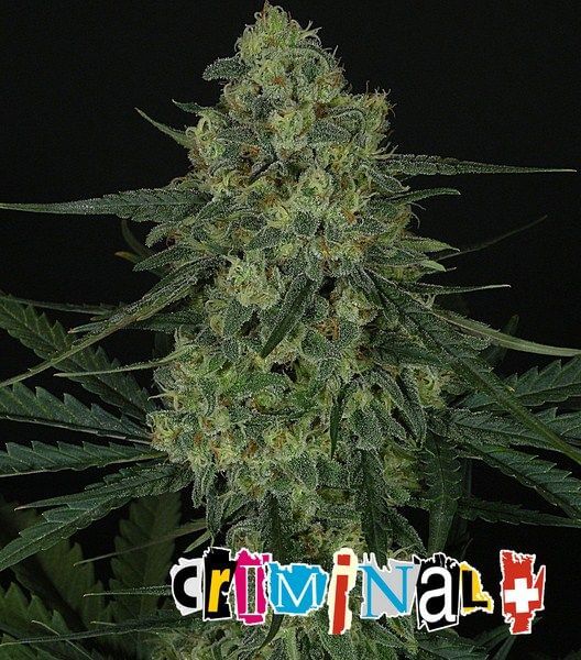 Criminal+