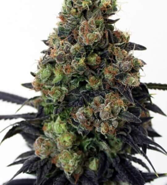 Acid Dough