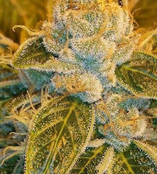 Sour Ripper