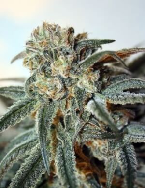 Zombie Kush