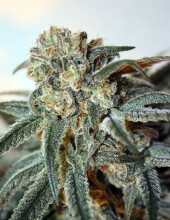 Zombie Kush