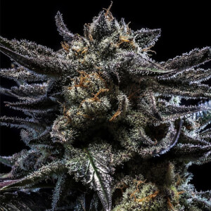 Zombie Kush Auto