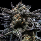 Zombie Kush Auto