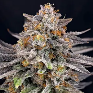 CandyGaz