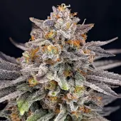 CandyGaz