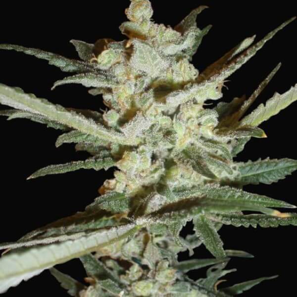 Supersonic Cristal Storm