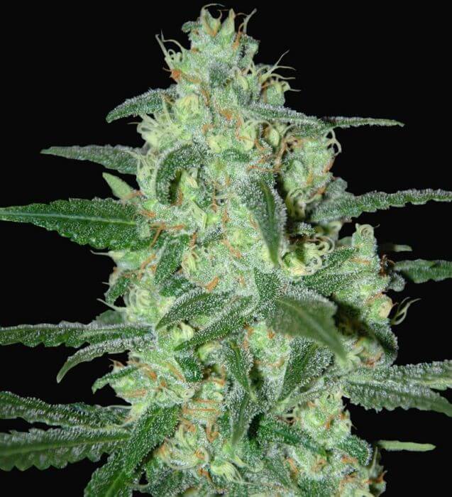 Thunder Bloody Mary Auto