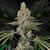 Beasty