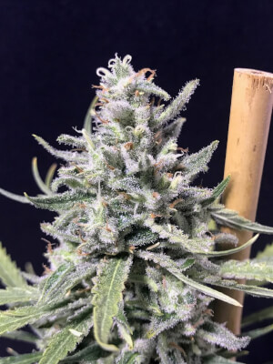 Super Skunk Thunderstorm