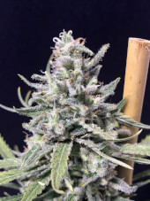 Super Skunk Thunderstorm