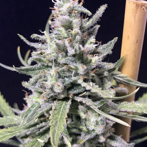 Super Skunk Thunderstorm