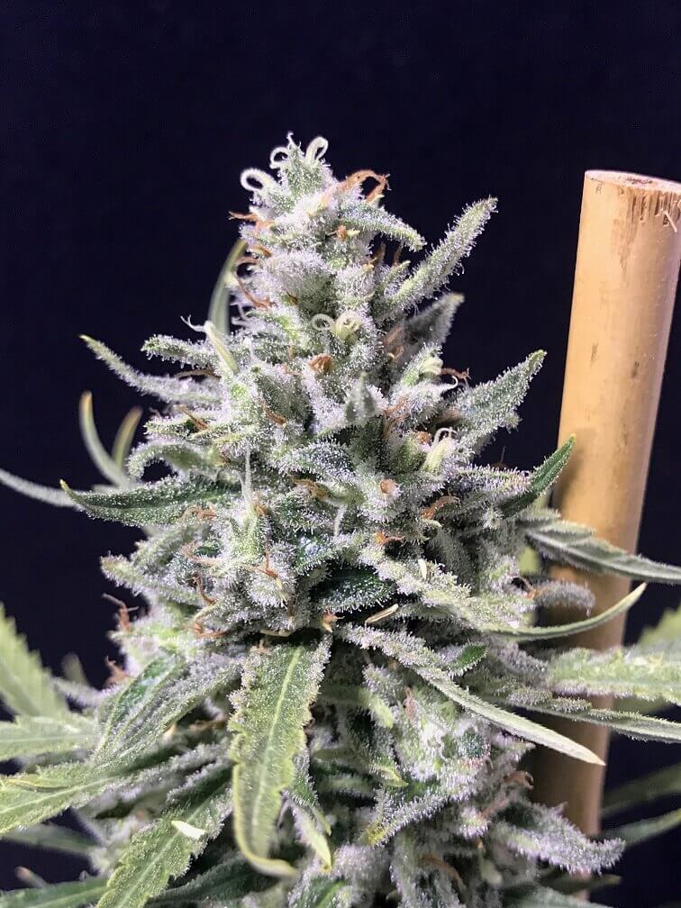Super Skunk Thunderstorm Auto