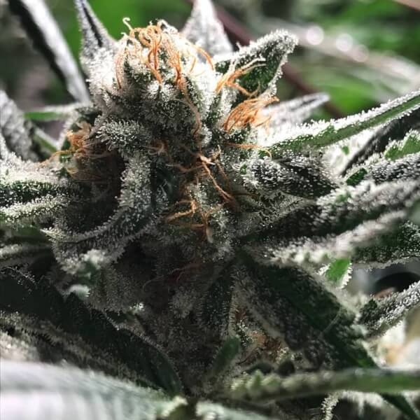 Critical Jack-Condor