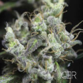Icer