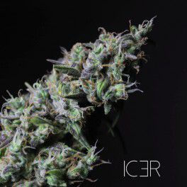 Icer