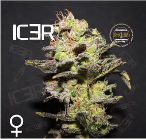 Icer