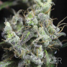 Icer
