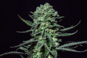 Muse by R-Kiem Seeds