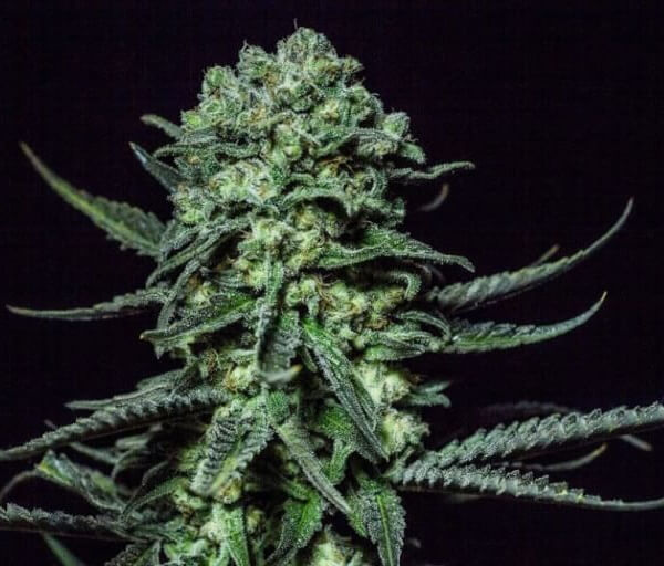 Muse by R-Kiem Seeds